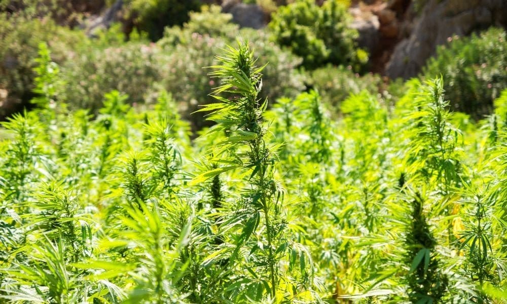 Kentucky Senate Panel Votes To Ban Sale Of Hemp-Derived Beverages On A Temporary Basis - MEDCAN24