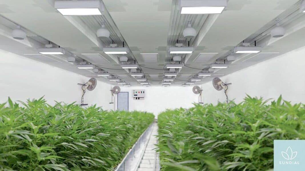 UC Asset kupuje pozostałą część własności konopi indyjskich - MEDCAN24