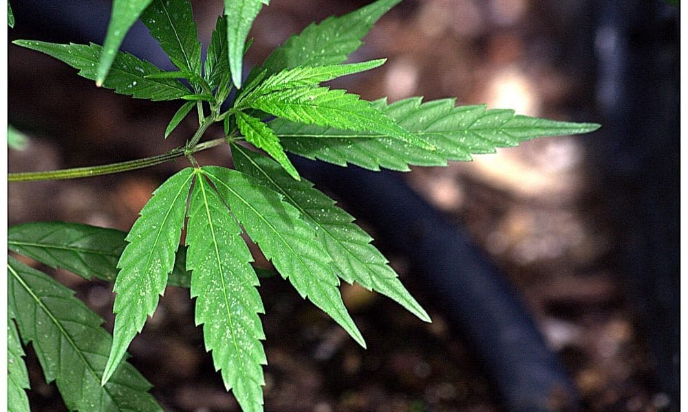 Minnesota Senators Approve Bill To Expand Marijuana-Related Expungement And Resentencing - MEDCAN24