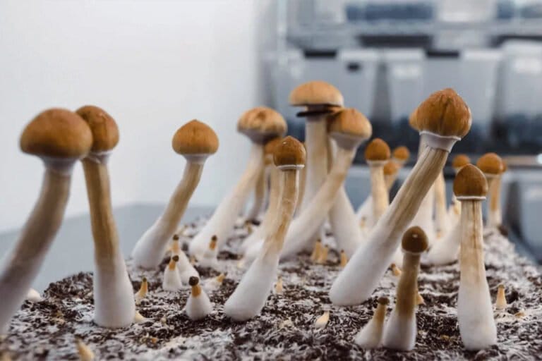 New Mexico moves forward with psilocybin law - MEDCAN24