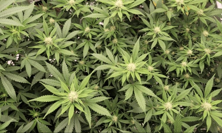 New York Opens Applications For Grant Program To Help Marijuana Dispensaries Run By People Harmed By Criminalization - MEDCAN24