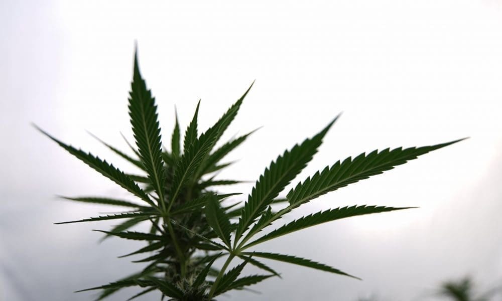 Gubernator Ohio naciska na przesunięcie dochodów z podatku od marihuany w celu wsparcia policji i więzień - MEDCAN24