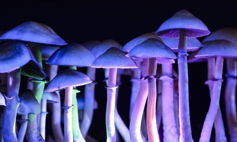 Używanie psychodelików wiąże się z 25% mniejszym prawdopodobieństwem wystąpienia "częstych, złych bólów głowy" - badanie pokazuje - MEDCAN24