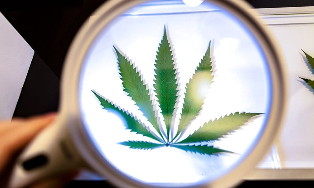 How Smokers Use Certain Strains to Boost Their Focus - MEDCAN24