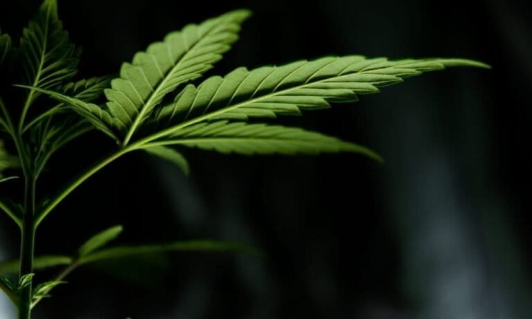 Bogata w CBD marihuana oferuje "potencjalne korzyści" dla osób z zaburzeniami ze spektrum autyzmu - wynika z przeglądu naukowego - MEDCAN24