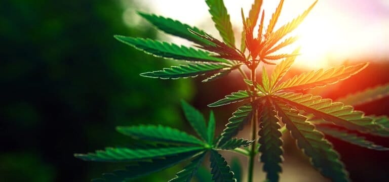 New Hampshire House uchwala 2. ustawę o legalizacji marihuany z 2025 r. - MEDCAN24