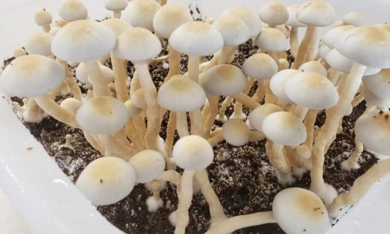 Hawaii Senate Approves Bill To Support Clinical Research On Psychedelic-Assisted Therapies - MEDCAN24