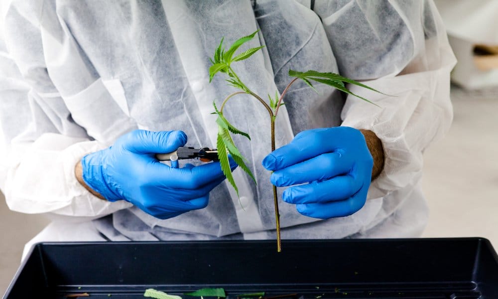 6 Tips to Securing a Career in the Cannabis Industry - MEDCAN24