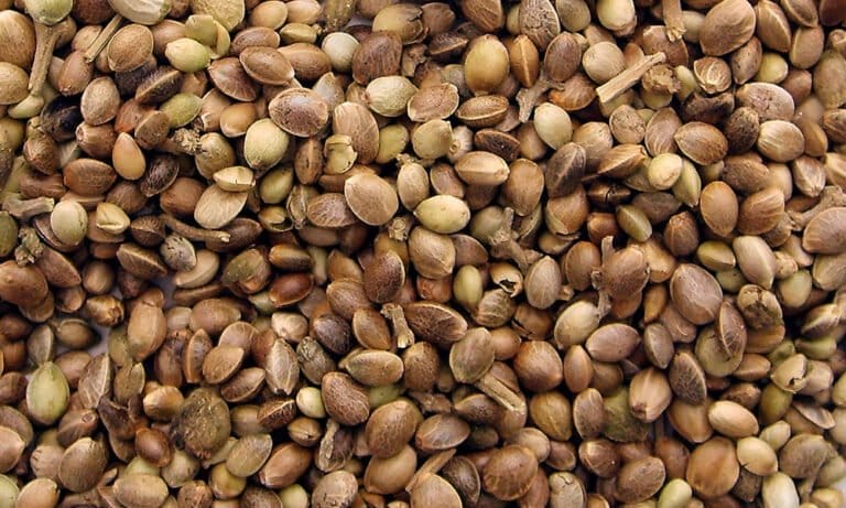 Legal and Ethical Considerations in Cannabis Seed Trade - MEDCAN24