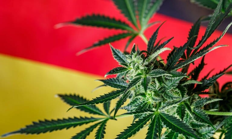 Jak ostatnie wybory w Niemczech wpłyną na politykę dotyczącą konopi indyjskich? - MEDCAN24