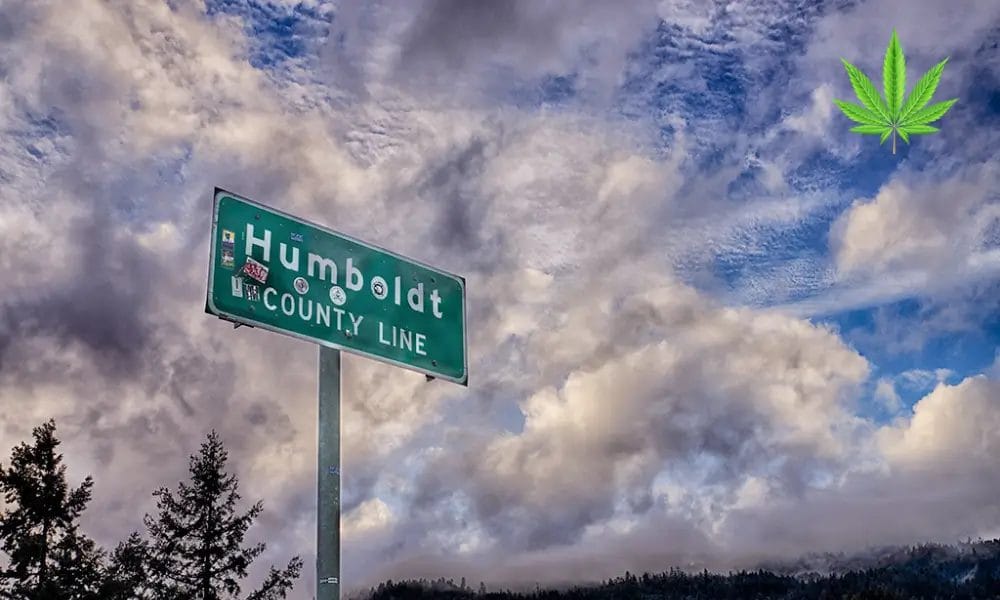 Humboldt County Cannabis Farmers Face License Loss as Tax Deadline Looms