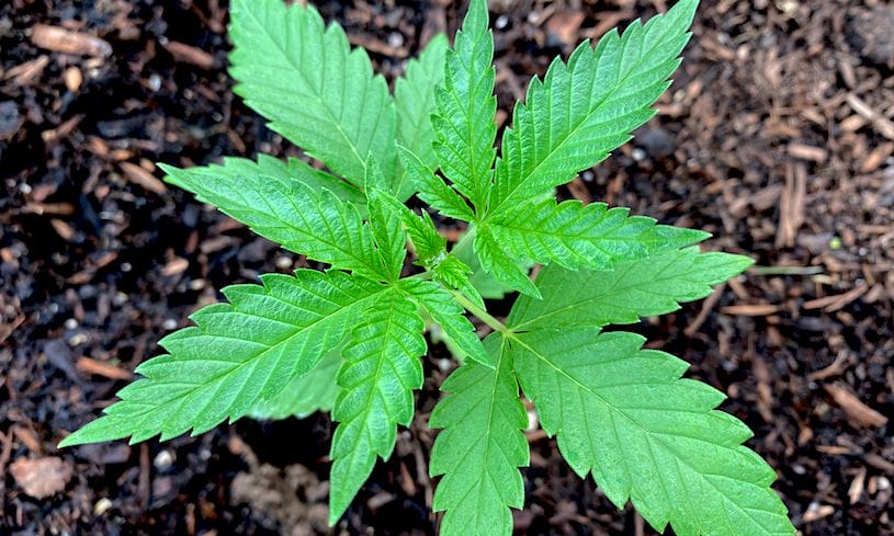 Former New Jersey Senator Running For Governor Says ‘It Is Time’ To Let Medical Marijuana Patients Grow Their Own Plants - MEDCAN24