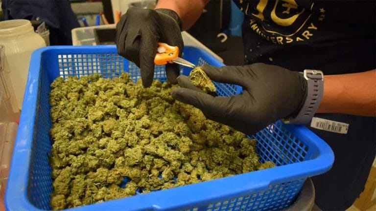 SAPS’ Undercover Sting ‘Da Culture’ Cracks Down on Illegal Cannabis Trade in KZN