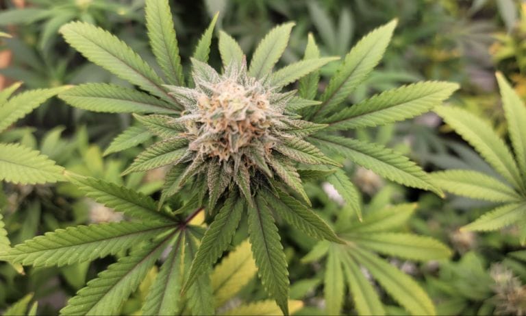 Using Marijuana Every Day Could Help People Quit Opioids, New Study Indicates - MEDCAN24