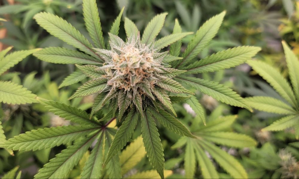 Using Marijuana Every Day Could Help People Quit Opioids, New Study Indicates - MEDCAN24