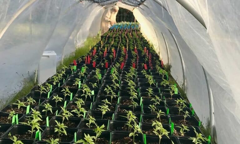 How a Cold Spring Stunted Cannabis Seedlings - MEDCAN24