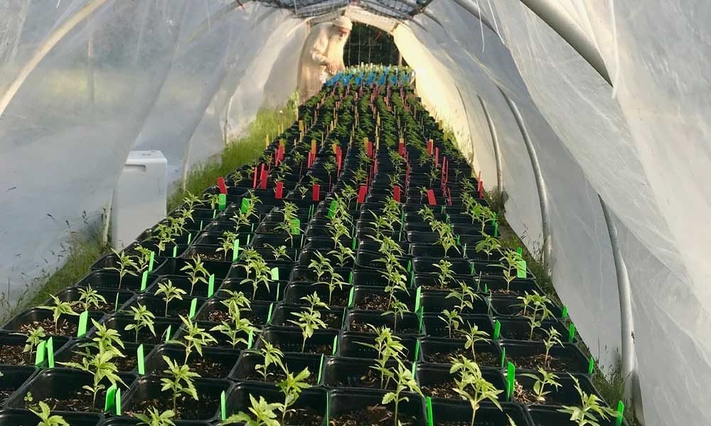 How a Cold Spring Stunted Cannabis Seedlings - MEDCAN24
