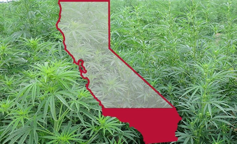 Kalifornia rozszerza awaryjny zakaz spożywania odurzających konopi - MEDCAN24