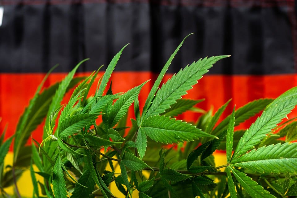 Pomimo zwycięstwa konserwatystów, niemieccy dyrektorzy ds. konopi indyjskich pozostają optymistyczni - MEDCAN24