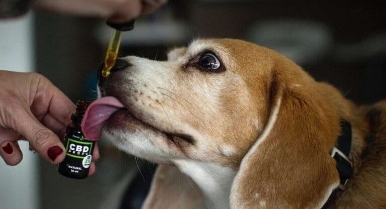 CBD The New Craze for Pets - MEDCAN24