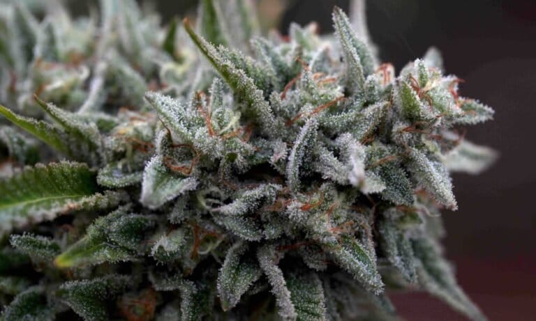 Double OG Chem: Początek - MEDCAN24