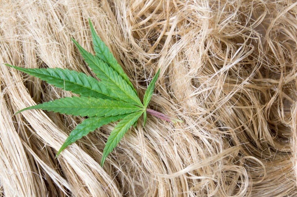 Report: Texas hemp market tops $10M as Senate ban advances - MEDCAN24