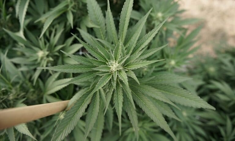 Marihuana "wykazała pozytywne wyniki" w leczeniu bólu u sportowców NCAA - wynika z nowych badań - MEDCAN24