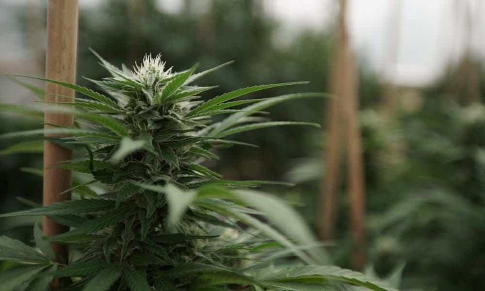 Ustawa Delaware ma na celu złagodzenie stref buforowych między firmami zajmującymi się marihuaną - MEDCAN24