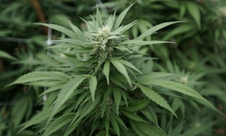 4 In 10 Military Veterans With Chronic Pain Report Using Medical Marijuana To Manage Symptoms, New Study Shows - MEDCAN24