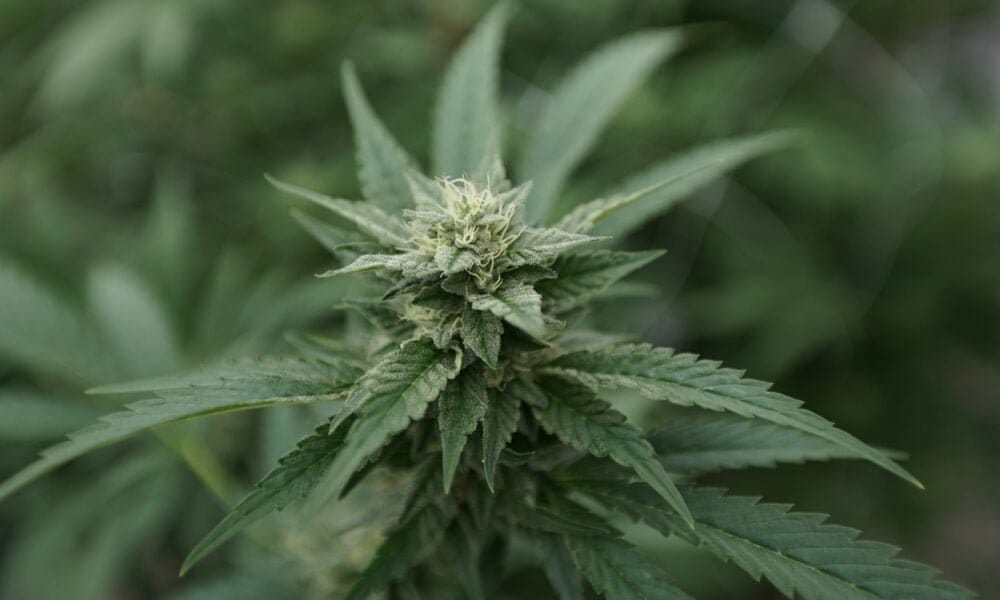 Minnesota Lawmakers, Cities And Businesses Raise Alarm Over State’s Pending Marijuana Contracts With Tribal Nations - MEDCAN24