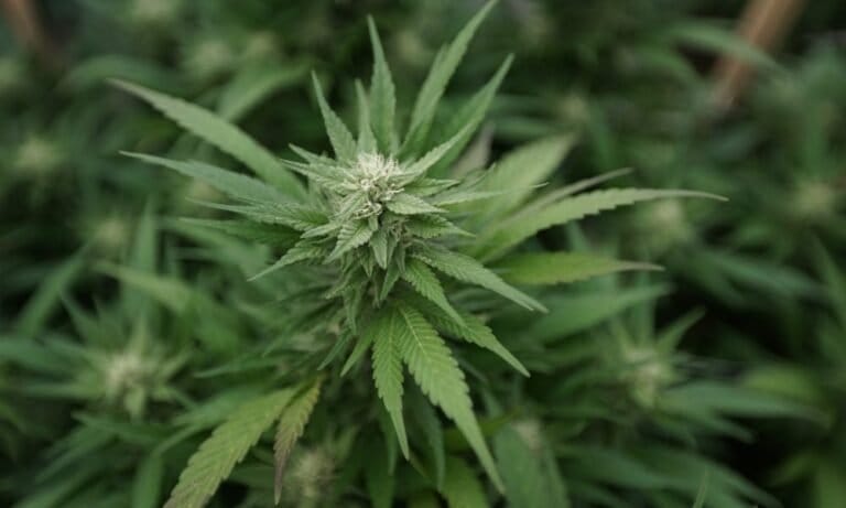 The UK Could Earn £1.5 Billion In Annual Revenue And Savings By Legalizing Marijuana, Report Finds - MEDCAN24