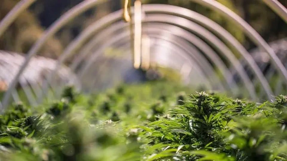 MariMed odnotowuje wzrost sprzedaży hurtowej produktów spożywczych, zmniejszając straty w 2024 r. - MEDCAN24