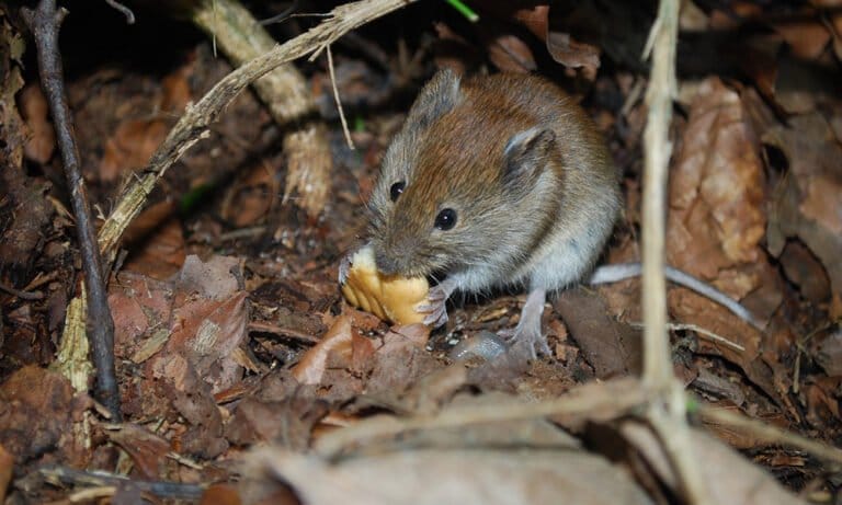 Study: Everyone Prefers Low-Dose Cannabis Edibles — Even Mice - MEDCAN24