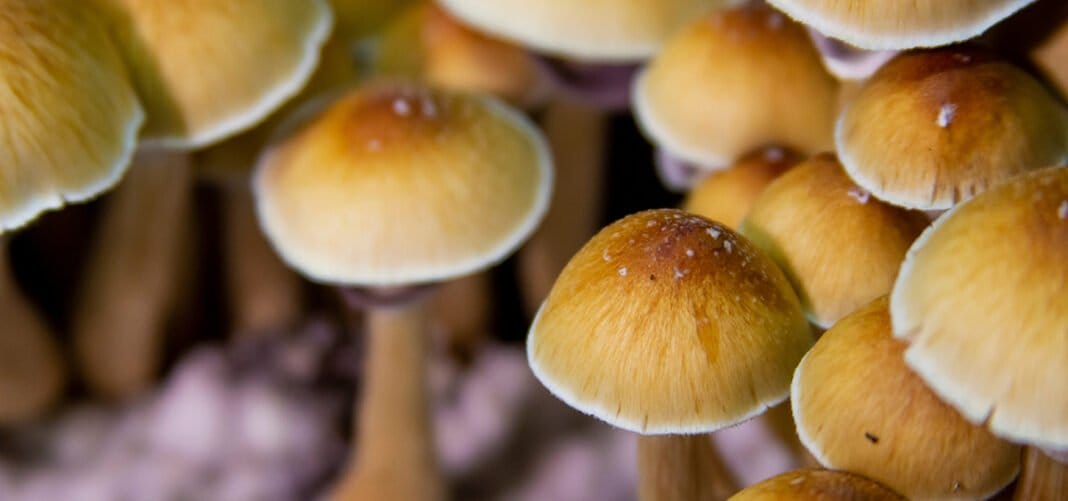 Ustawodawcy z Missouri popierają ustawę o przeprowadzaniu medycznych testów psilocybiny - MEDCAN24