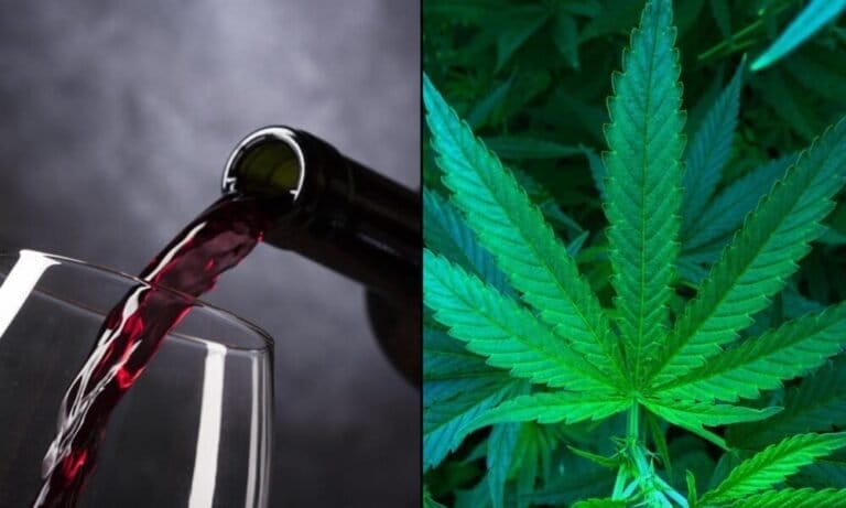 Trzech na czterech młodych dorosłych twierdzi, że używa marihuany jako alternatywy dla alkoholu przynajmniej raz w tygodniu, wynika z ankiety - MEDCAN24