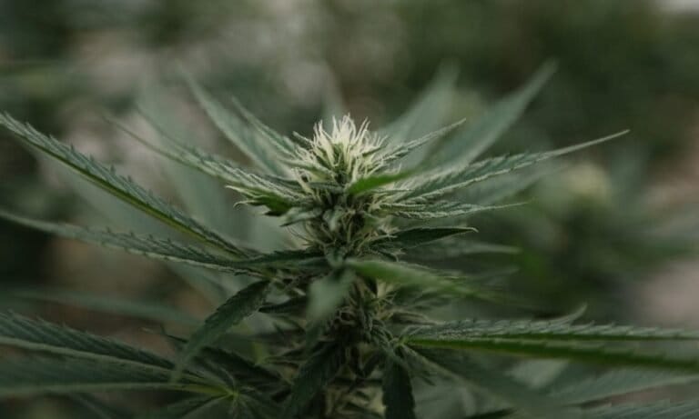 Virginia Lawmakers Reject Governor’s Move To Limit Medical Marijuana Delivery, But Uphold Other Cannabis Bill Vetoes - MEDCAN24