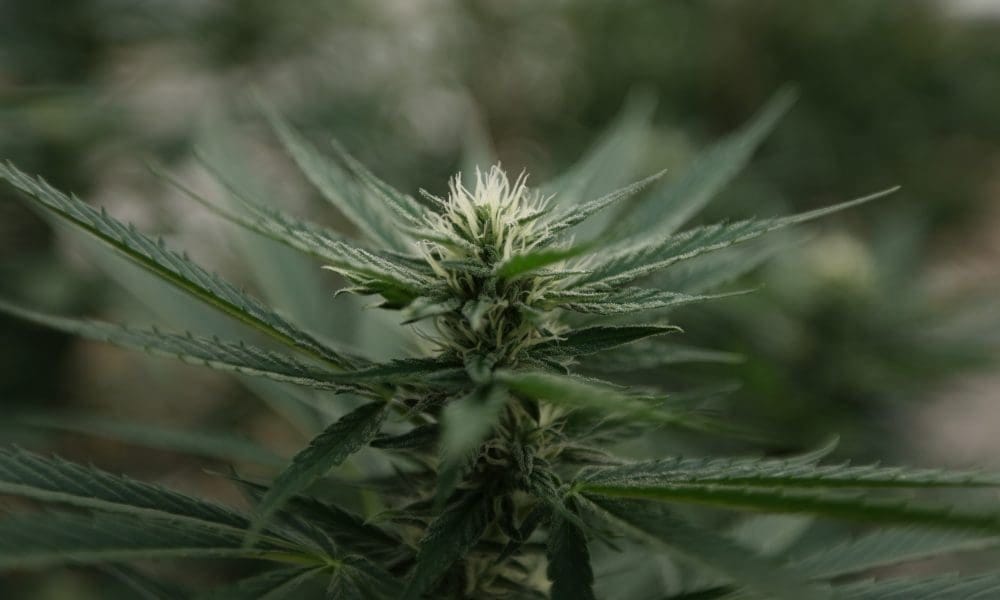 Virginia Lawmakers Reject Governor’s Move To Limit Medical Marijuana Delivery, But Uphold Other Cannabis Bill Vetoes - MEDCAN24