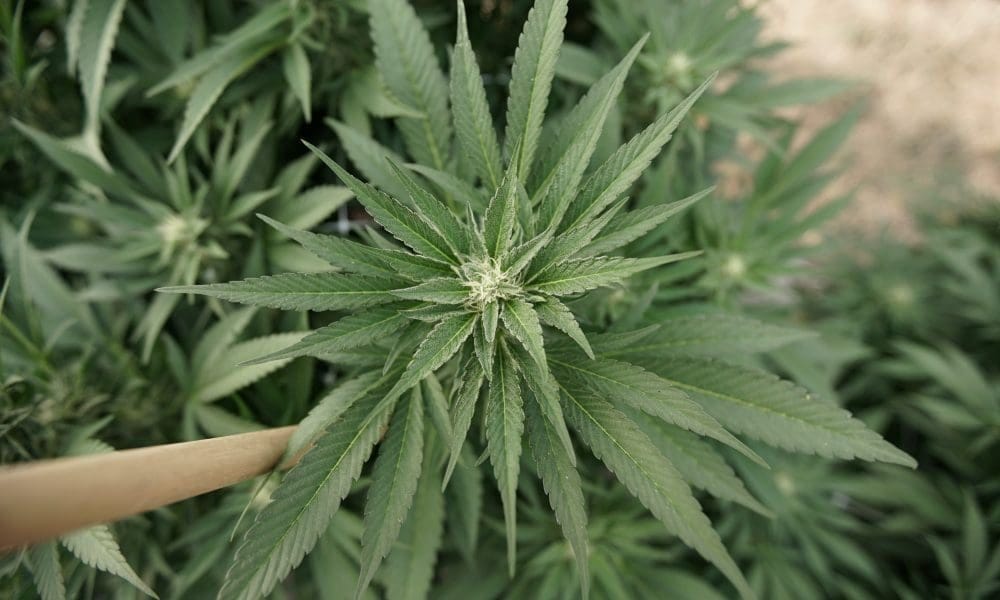 Panel Ohio House zmienia ustawę o marihuanie, wprowadzając zmiany w przychodach podatkowych, licencjach i przepisach dotyczących równości - MEDCAN24