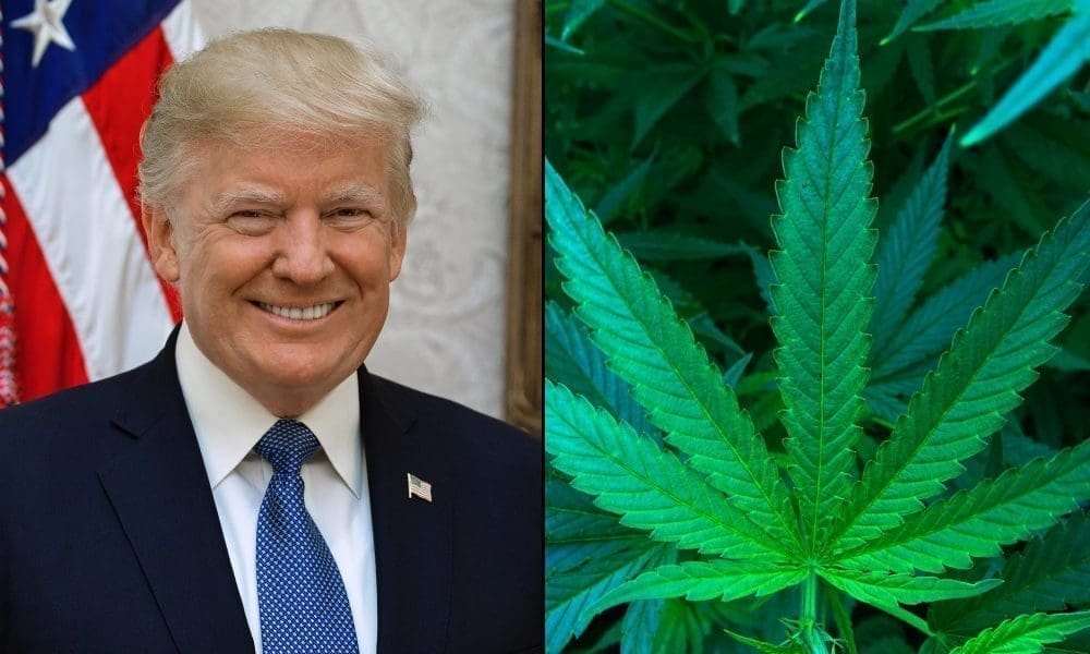 Zmiana regulacji marihuany nie znajduje się na nowej liście najważniejszych priorytetów polityki narkotykowej Białego Domu pod rządami administracji Trumpa - MEDCAN24