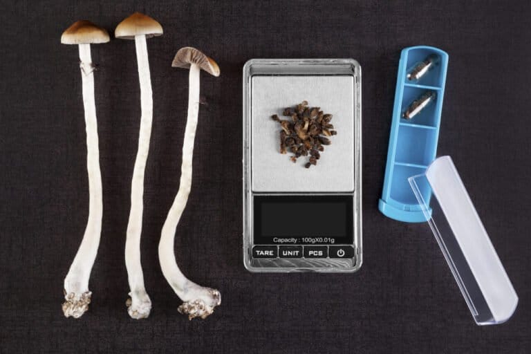 New Mexico governor signs off on Medical Psilocybin Act - MEDCAN24
