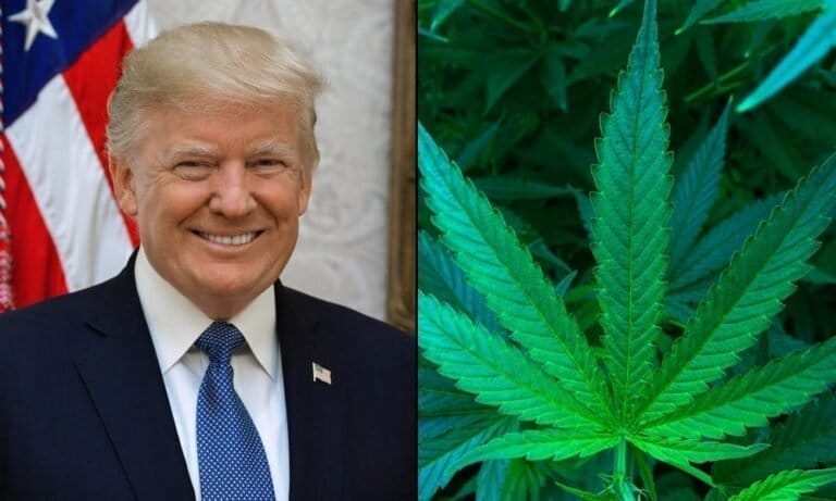 Marijuana Consumers Say They’ll Increase Their Cannabis Use To Deal With The Trump Administration, Poll Shows - MEDCAN24