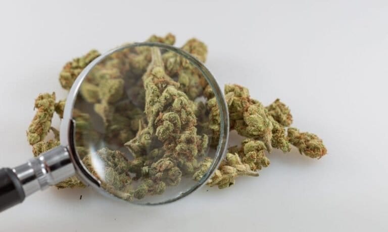 Firmy produkujące napoje zawierające THC rekrutują 2000 osób do picia darmowych napojów gazowanych z konopi indyjskich jako alternatywy dla alkoholu w ramach badania - MEDCAN24