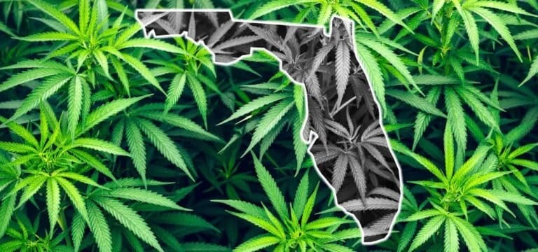 Senat Florydy jednogłośnie głosuje za ograniczeniem THC pochodzącego z konopi - MEDCAN24
