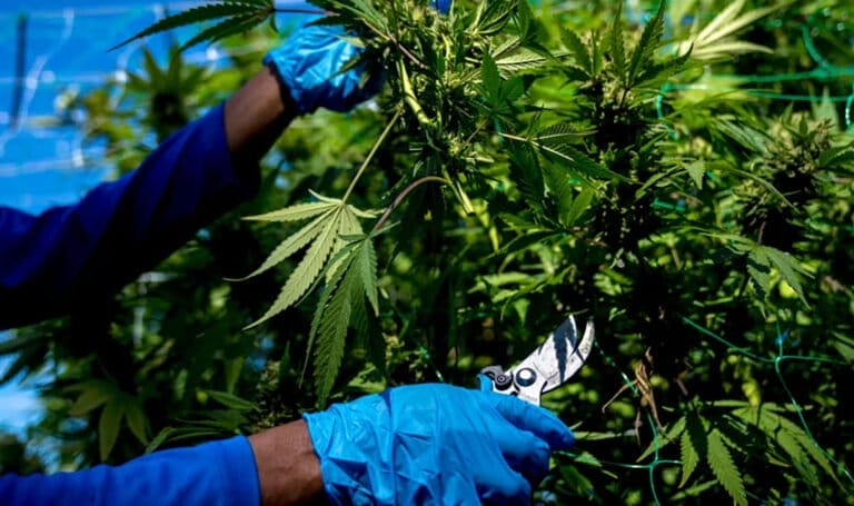 Michigan’s marijuana price collapse slows as sales rebound - MEDCAN24