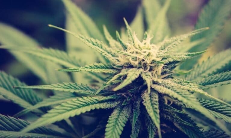 Maryland Lawmakers Pass Bill Clarifying Marijuana Consumption Lounge Rules And Letting Owners Sell Cannabis Companies To Employees - MEDCAN24