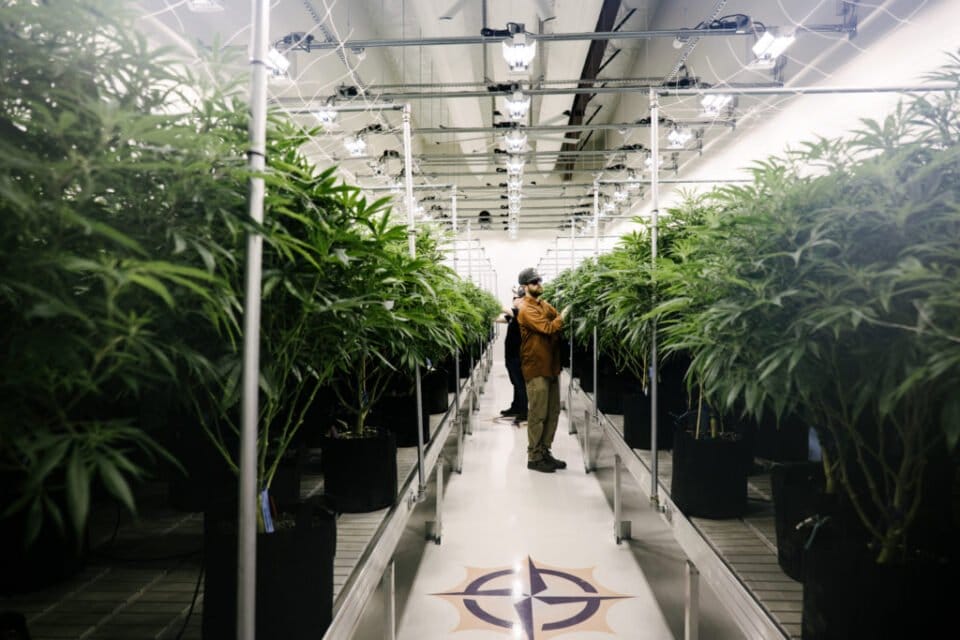 Grown Rogue posts strong early results from ABCO Garden State - MEDCAN24