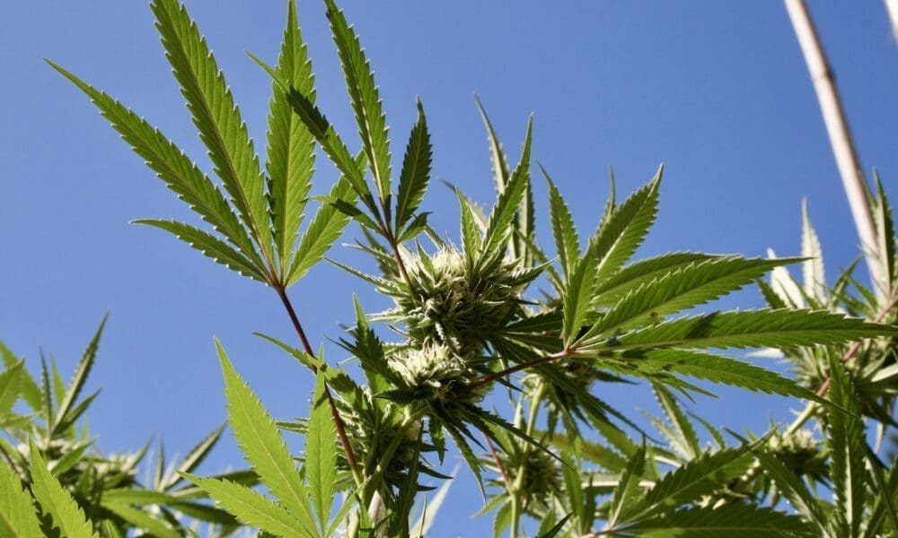 Dwupartyjni prawodawcy z Pensylwanii ogłaszają nowy plan legalizacji marihuany w tym roku - MEDCAN24