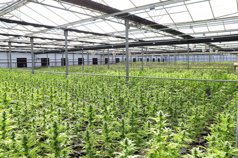 Sonoma County joins growing list of California localities rolling back cannabis taxes - MEDCAN24