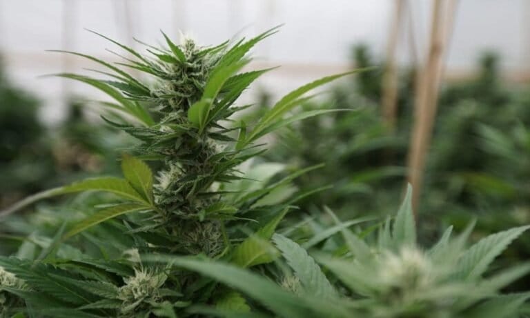Largest-Ever Analysis Of Medical Marijuana To Treat Cancer Symptoms Shows ‘Overwhelming Scientific Consensus’ On Benefits - MEDCAN24
