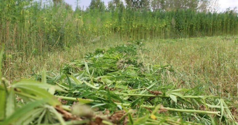 USDA National Hemp Report Covering 2024 Crop Year Released